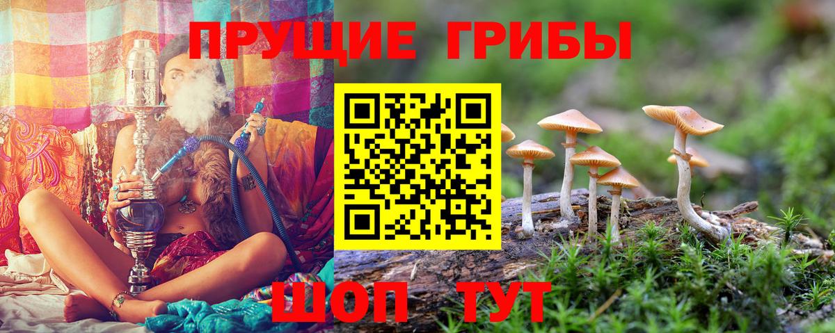 Псилоцибиновые грибы Cubensis Волоколамск